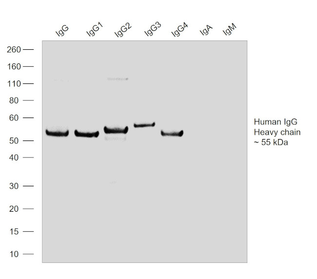 Human IgG Fc Secondary Antibody