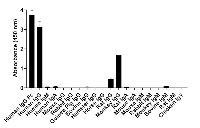 Human IgG Fc Secondary Antibody