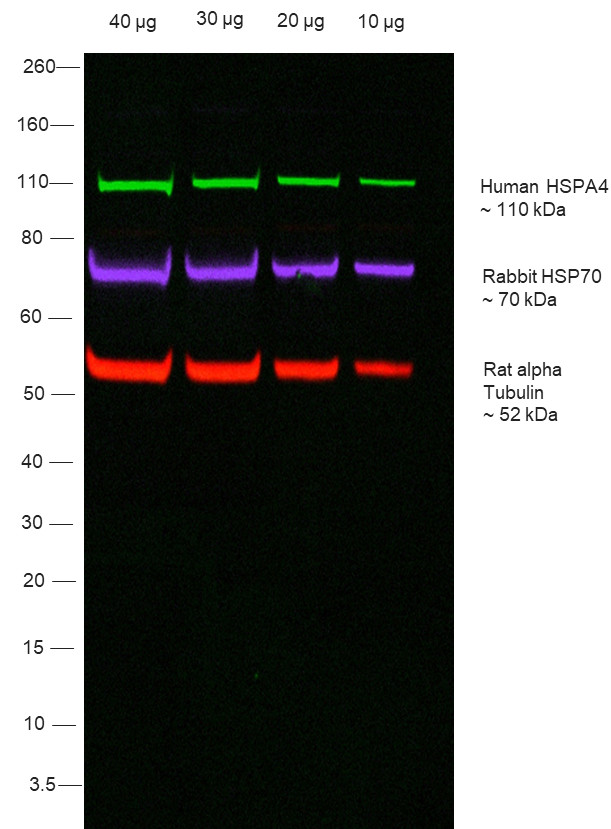 Human IgG Fc Secondary Antibody in Western Blot (WB)