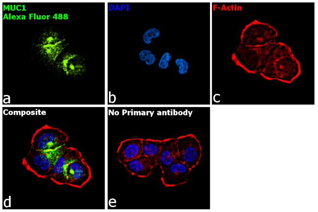 Human IgG Fc Secondary Antibody in Immunocytochemistry (ICC/IF)