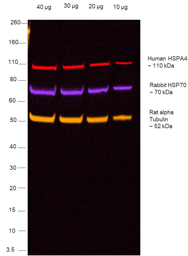 Human IgG Fc Secondary Antibody in Western Blot (WB)