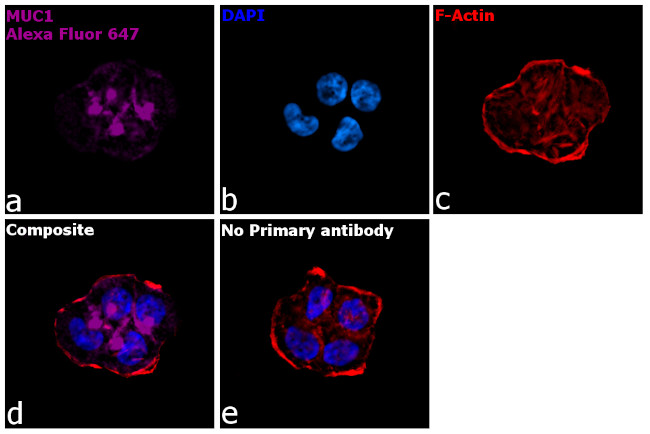 Human IgG Fc Secondary Antibody in Immunocytochemistry (ICC/IF)