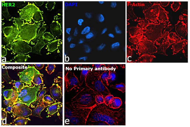 Human IgG (H+L) Secondary Antibody in Immunocytochemistry (ICC/IF)