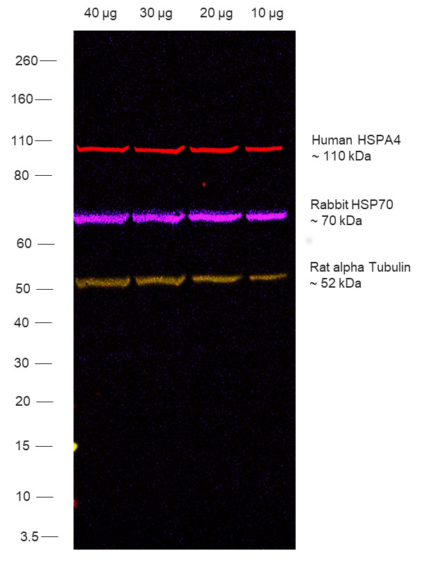 Human IgG (H+L) Secondary Antibody in Western Blot (WB)