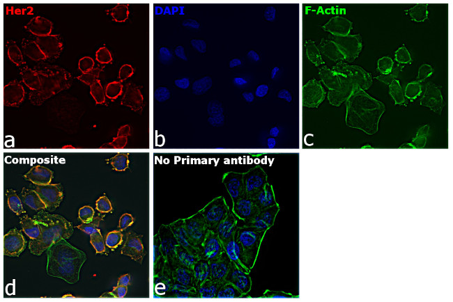 Human IgG (H+L) Secondary Antibody in Immunocytochemistry (ICC/IF)