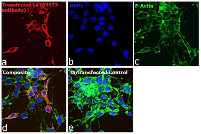 Human IgG (H+L) Secondary Antibody in Immunocytochemistry (ICC/IF)