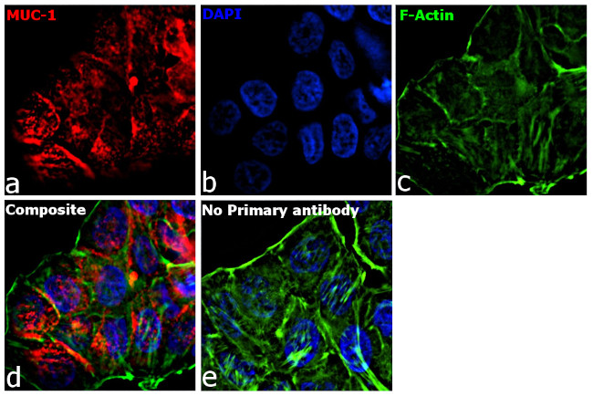 Human IgG (H+L) Secondary Antibody in Immunocytochemistry (ICC/IF)