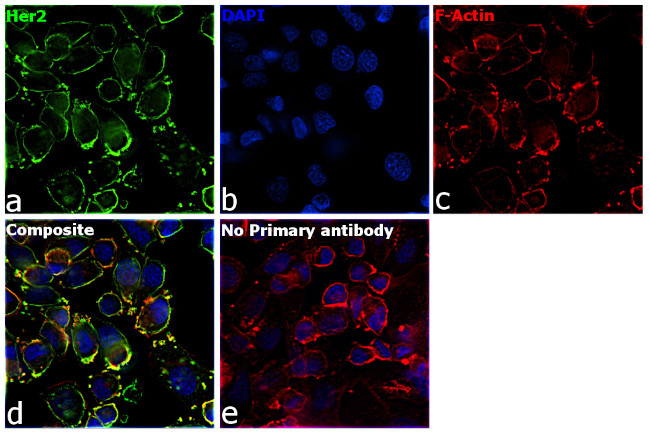 Human IgG (H+L) Secondary Antibody in Immunocytochemistry (ICC/IF)