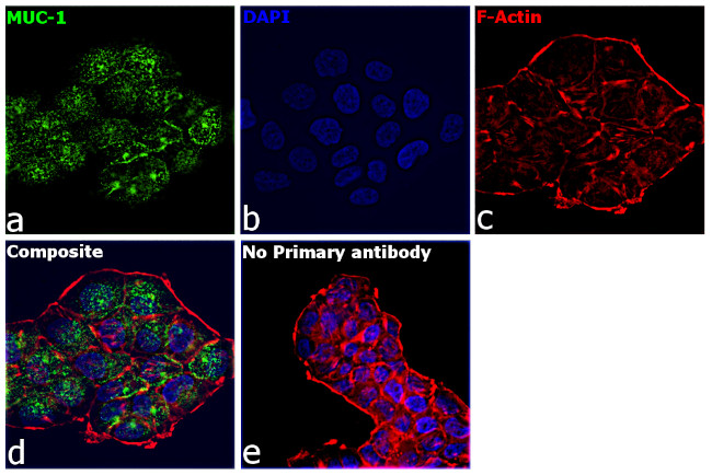 Human IgG (H+L) Secondary Antibody in Immunocytochemistry (ICC/IF)