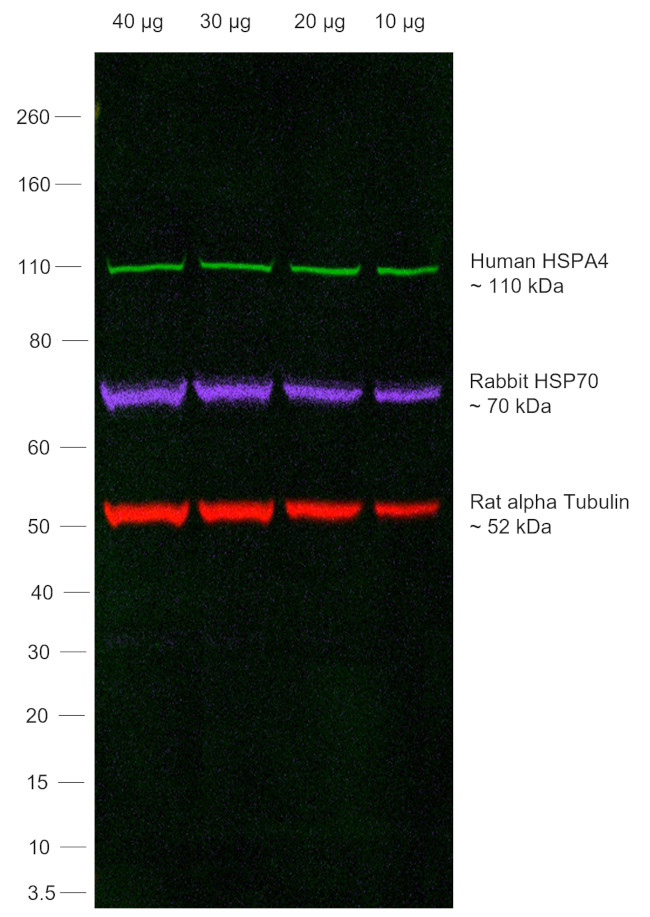 Human IgG (H+L) Secondary Antibody in Western Blot (WB)