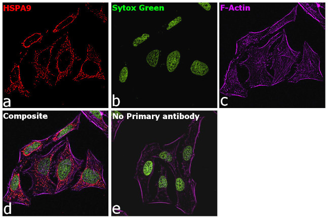 Goat IgG Secondary Antibody in Immunocytochemistry (ICC/IF)