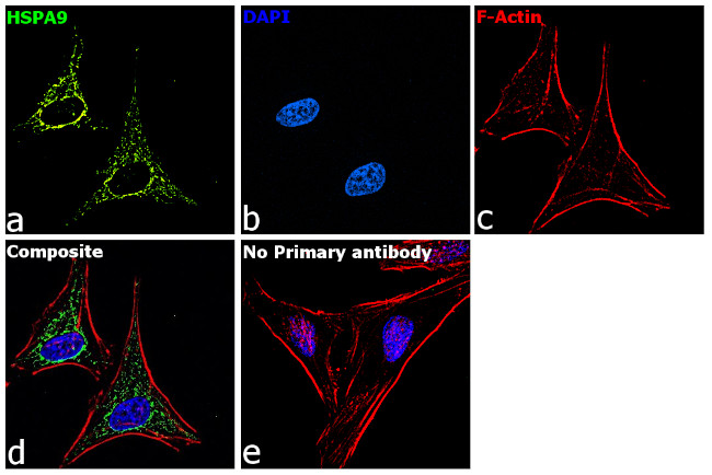 Goat IgG Secondary Antibody in Immunocytochemistry (ICC/IF)