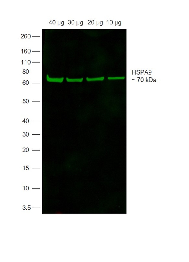 Goat IgG Secondary Antibody in Western Blot (WB)