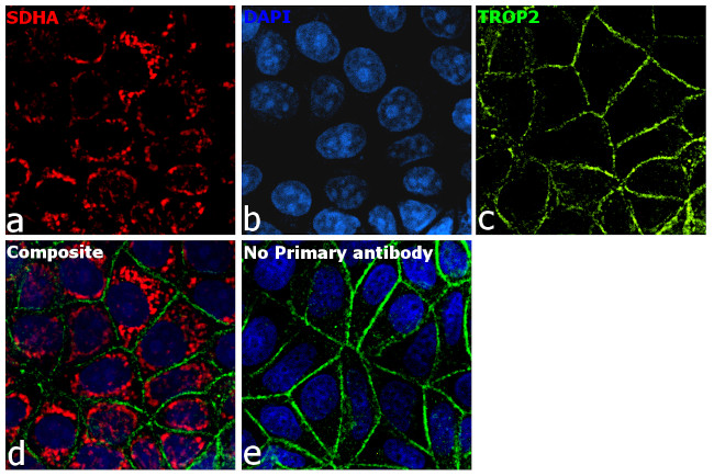 Mouse IgG Secondary Antibody in Immunocytochemistry (ICC/IF)