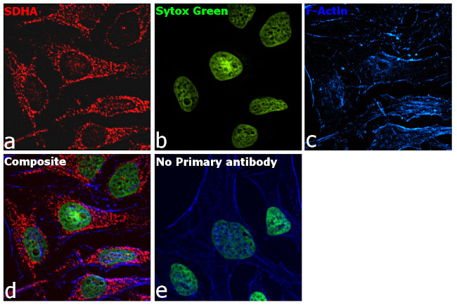 Mouse IgG Secondary Antibody in Immunocytochemistry (ICC/IF)