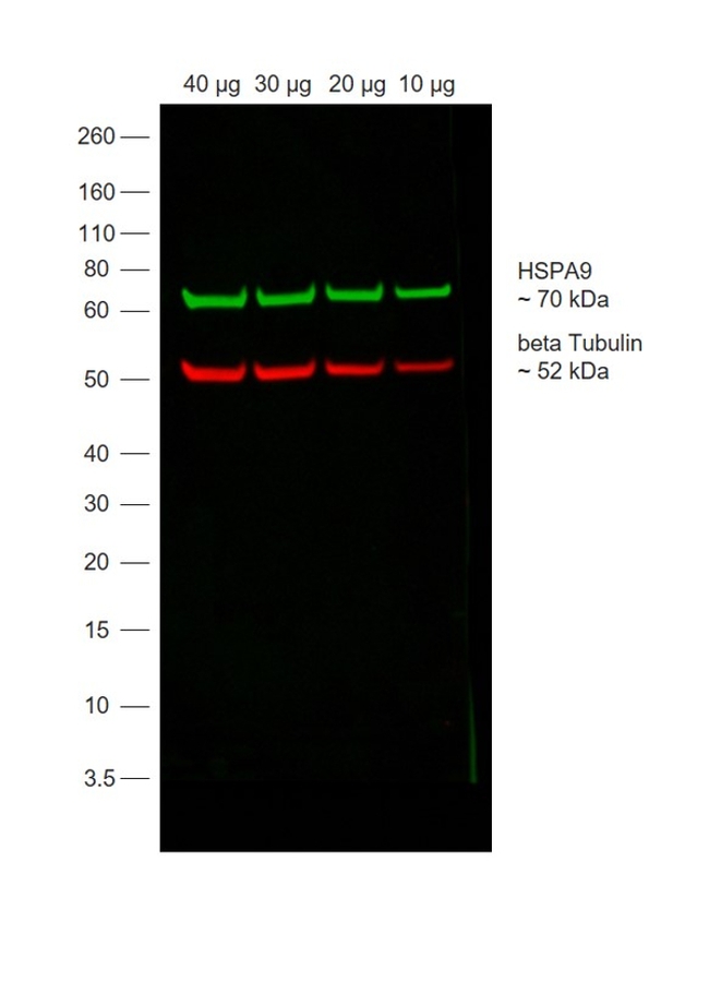 Mouse IgG Secondary Antibody in Western Blot (WB)