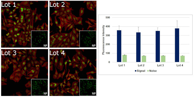 Mouse IgG Secondary Antibody in Immunocytochemistry (ICC/IF)