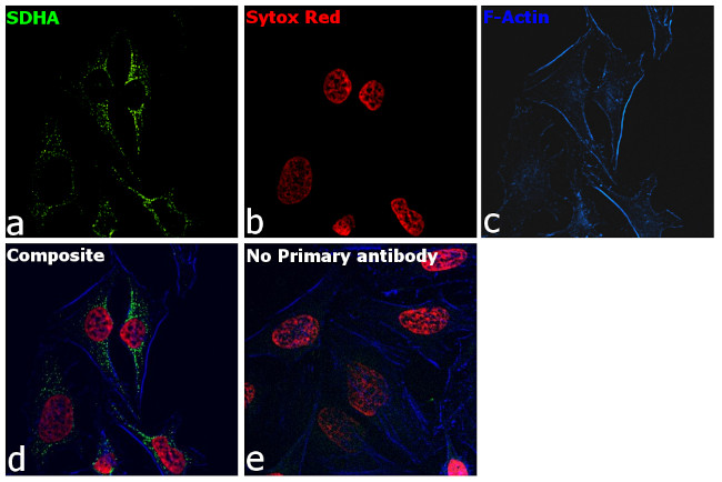 Mouse IgG Secondary Antibody in Immunocytochemistry (ICC/IF)