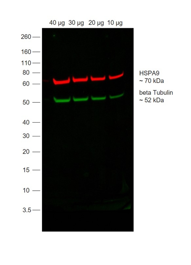 Mouse IgG Secondary Antibody in Western Blot (WB)