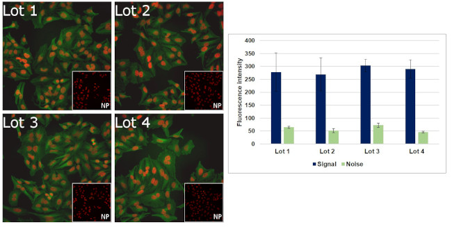 Mouse IgG Secondary Antibody in Immunocytochemistry (ICC/IF)