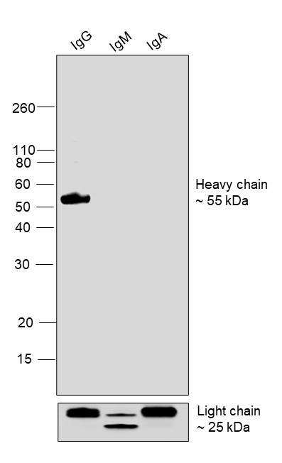 Human IgG (Heavy chain) Secondary Antibody