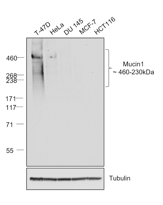 Human IgG (Heavy chain) Secondary Antibody in Western Blot (WB)