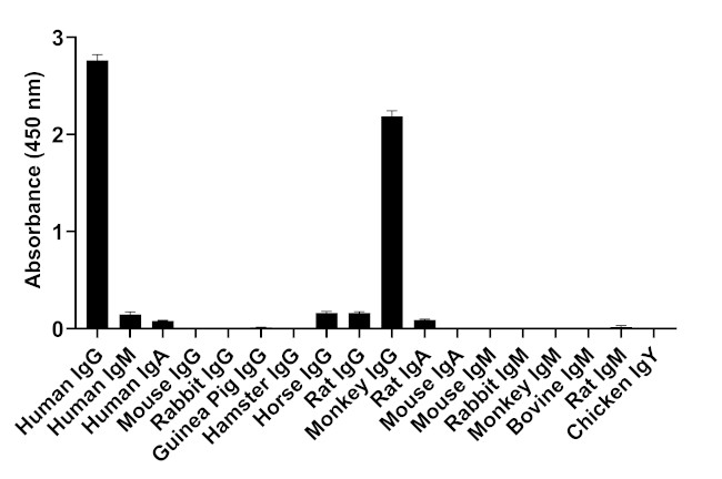 Human IgG (Heavy chain) Secondary Antibody