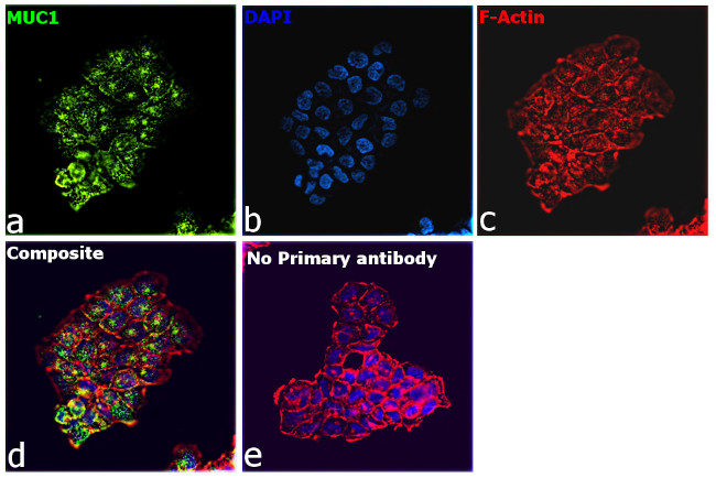 Human IgG (Heavy chain) Secondary Antibody in Immunocytochemistry (ICC/IF)