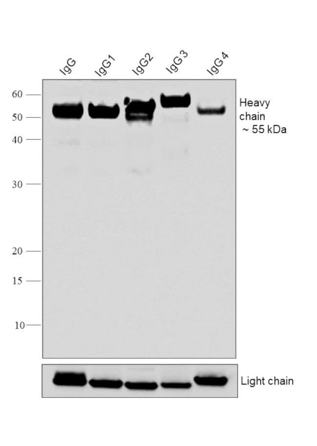 Human IgG (Heavy chain) Secondary Antibody