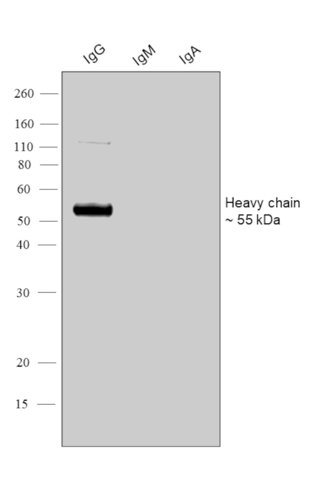 Human IgG (Heavy chain) Secondary Antibody