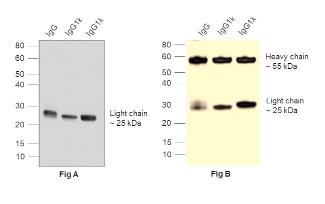 Human IgG (Light chain) Secondary Antibody in Western Blot (WB)