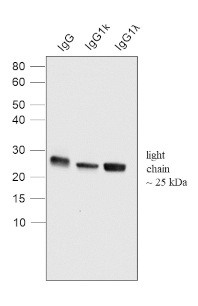 Human IgG (Light chain) Secondary Antibody