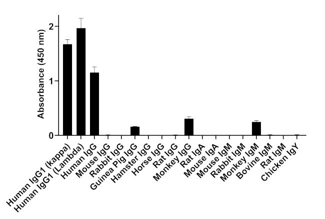 Human IgG (Light chain) Secondary Antibody