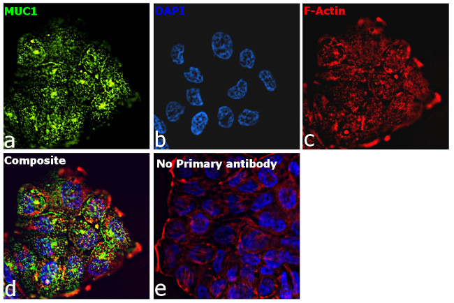 Human IgG (Light chain) Secondary Antibody in Immunocytochemistry (ICC/IF)