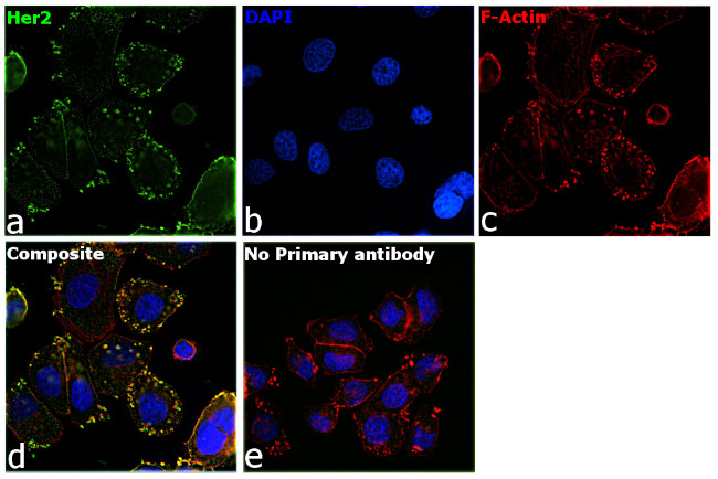 Human IgG (Kappa light chain) Secondary Antibody in Immunocytochemistry (ICC/IF)