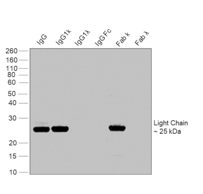 Human IgG (Kappa light chain) Secondary Antibody