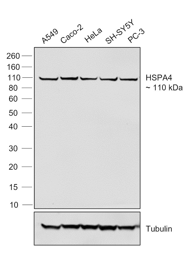 Human IgG (Lambda light chain) Secondary Antibody in Western Blot (WB)