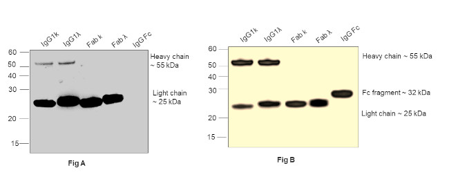 Human IgG Fab Secondary Antibody