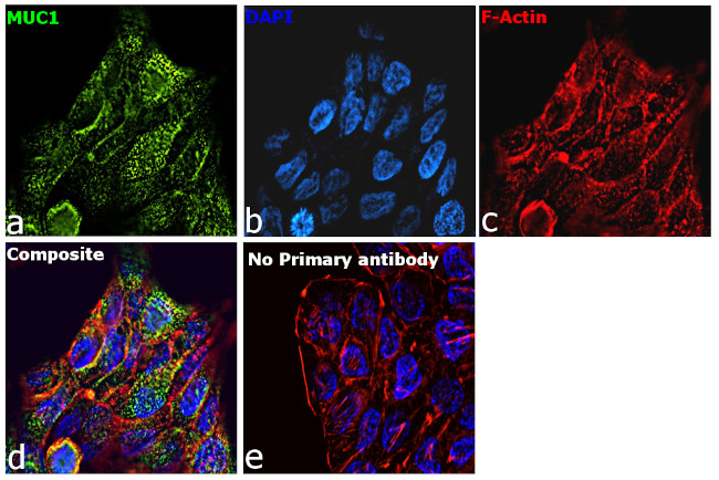 Human IgG Fab Secondary Antibody in Immunocytochemistry (ICC/IF)