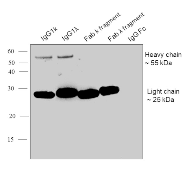 Human IgG Fab Secondary Antibody