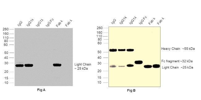 Human IgG (Kappa light chain) Secondary Antibody