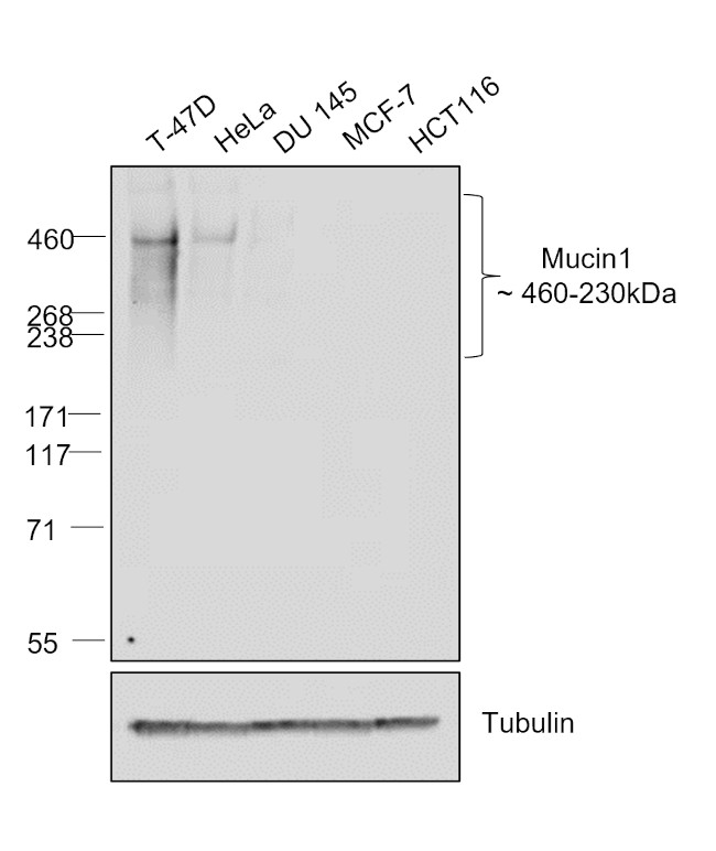 Human IgG (Kappa light chain) Secondary Antibody in Western Blot (WB)