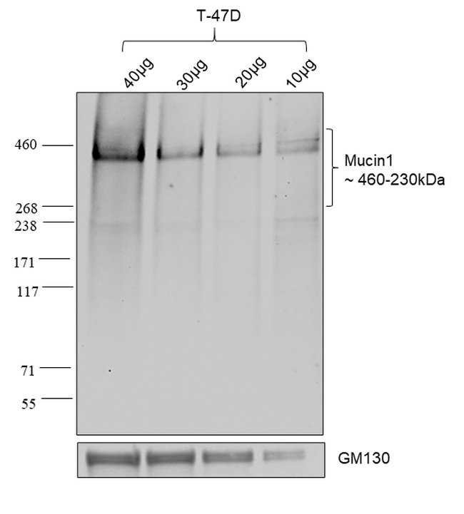 Human IgG (Kappa light chain) Secondary Antibody in Western Blot (WB)