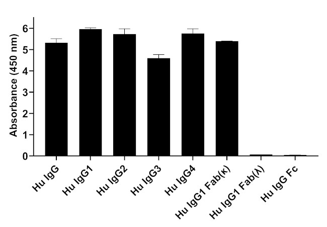 Human IgG (Kappa light chain) Secondary Antibody