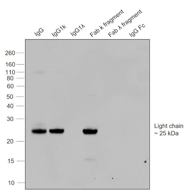 Human IgG (Kappa light chain) Secondary Antibody