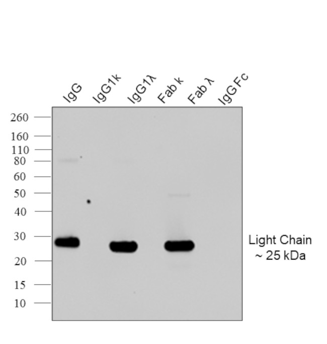 Human IgG (Lambda light chain) Secondary Antibody
