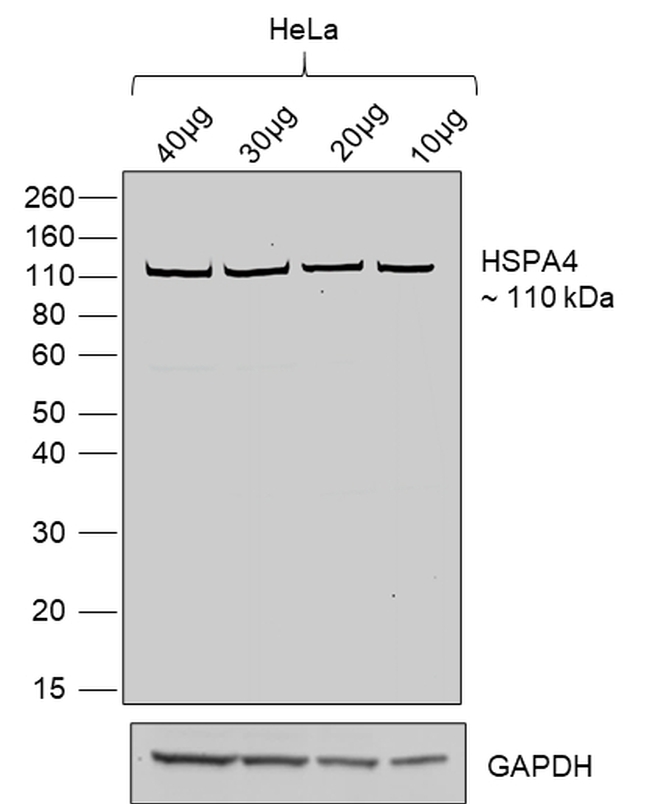 Human IgG (Lambda light chain) Secondary Antibody in Western Blot (WB)