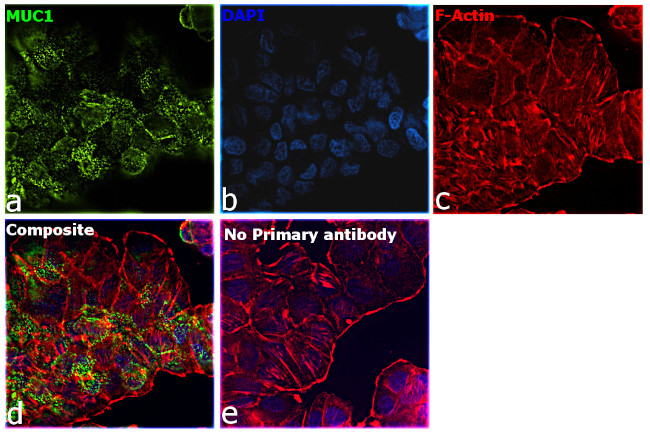 Human IgG Fab Secondary Antibody in Immunocytochemistry (ICC/IF)