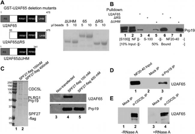 GST Tag Antibody in Immunoprecipitation (IP)