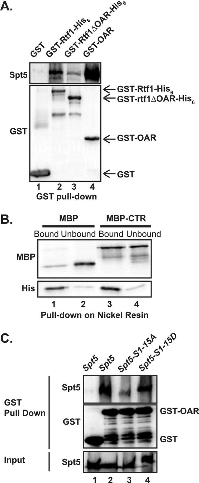 GST Tag Antibody in Western Blot (WB)